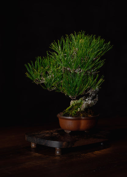 Stylish flower stand